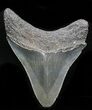 Nice, Serrated Megalodon Tooth - South Carolina #32948-1